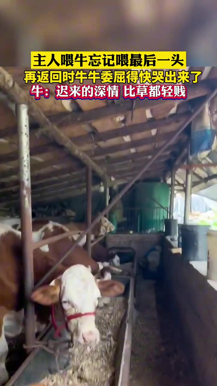 这头牛要是会说话，你猜他会说啥