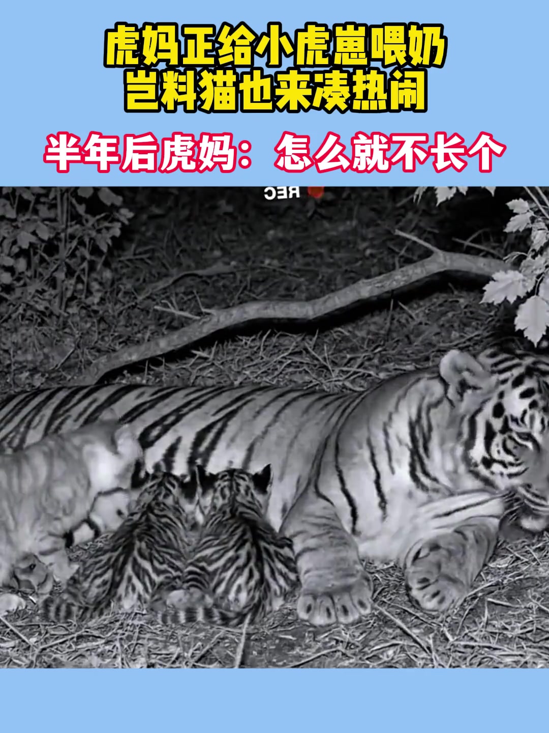 虎妈正给小虎崽喂奶_岂料猫也来凑热闹