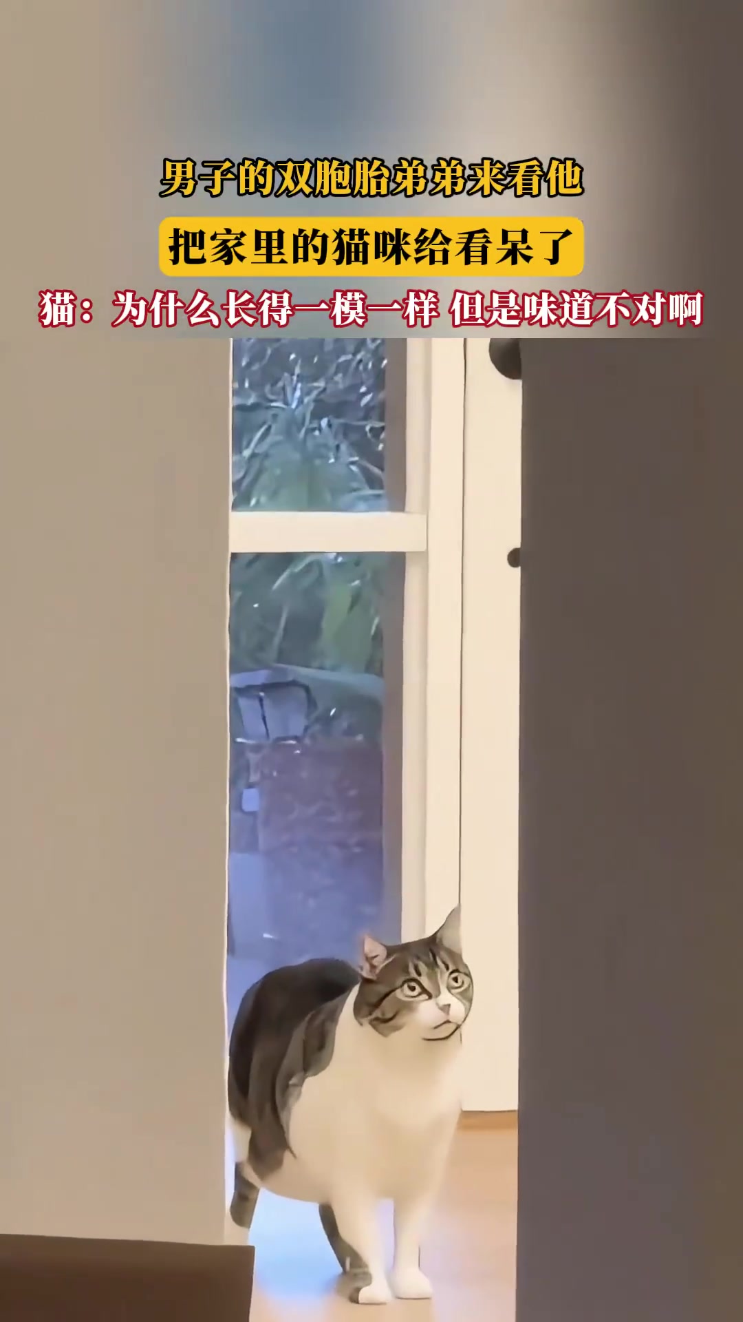 双胞胎弟弟探访引猫咪困惑：怎么长一样啊！