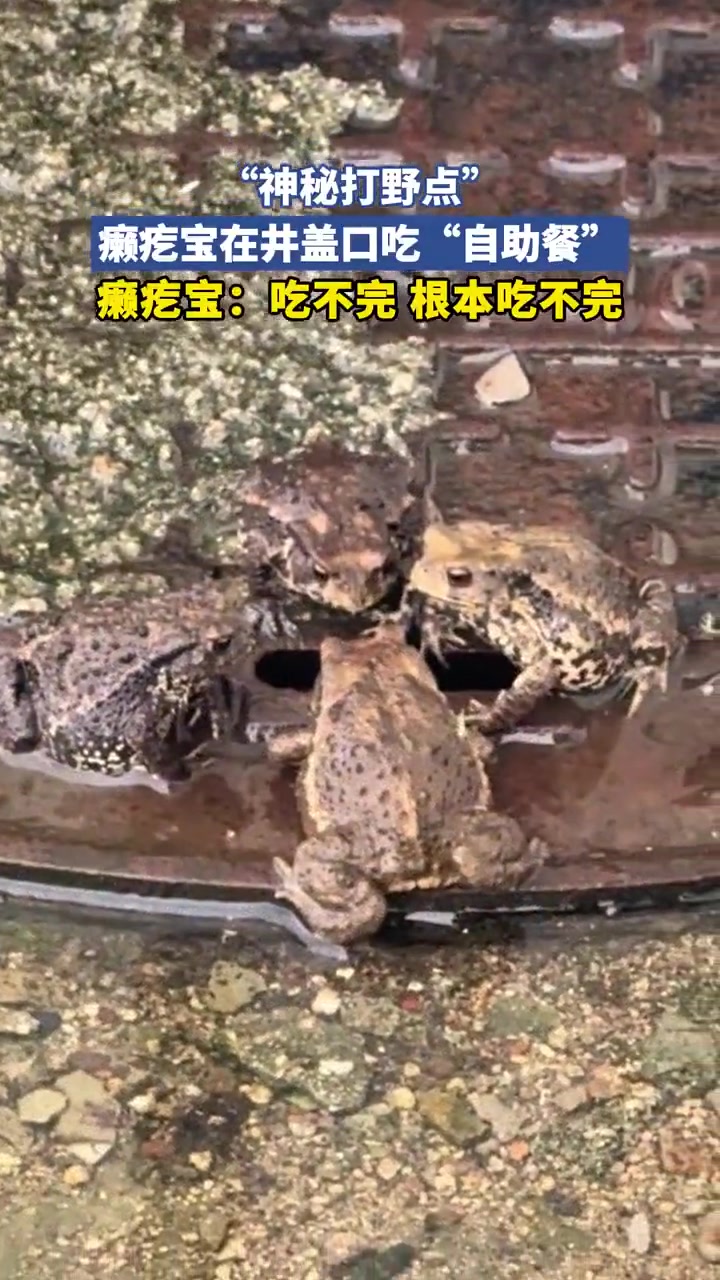 井盖口惊现“癞疙宝自助餐”：神秘生物聚集引围观