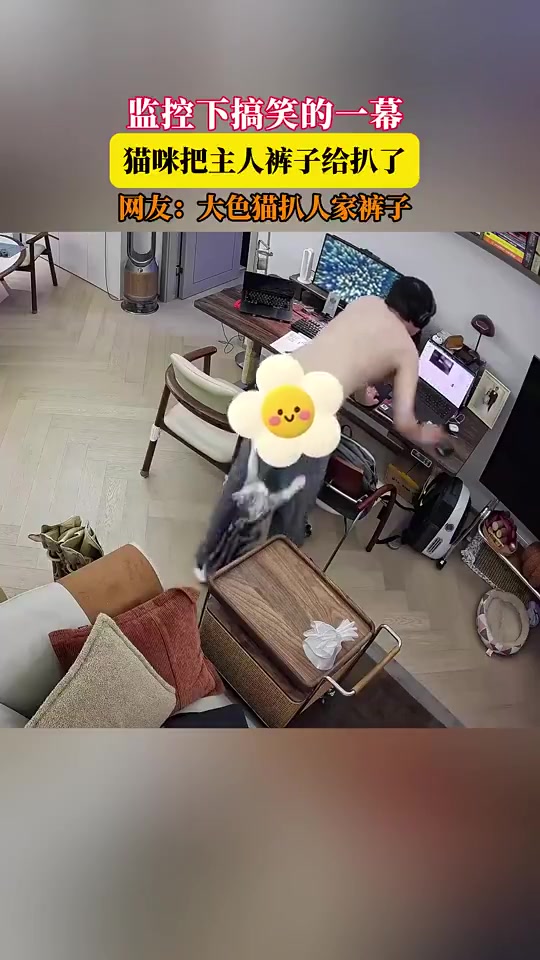 猫咪扒主人裤子引爆笑：监控记录搞笑瞬间