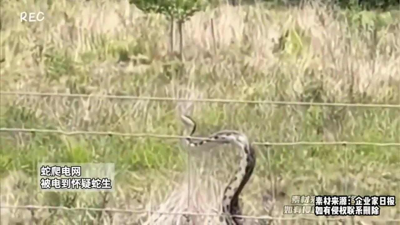 蛇爬电网，被电到怀疑蛇生