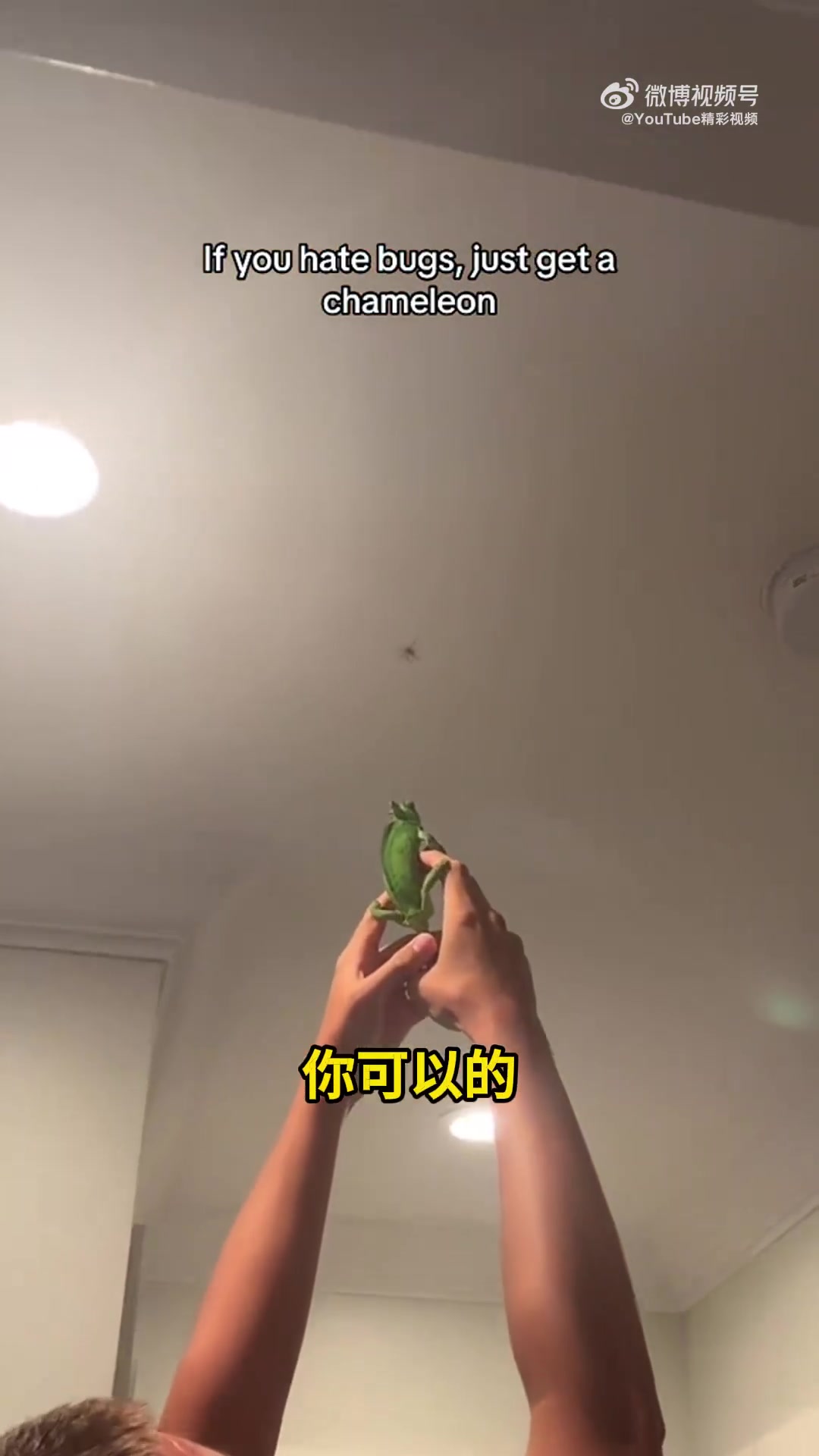 当你养了只变色龙，家里的虫子都变少了