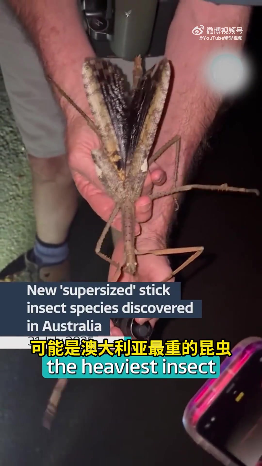 澳洲发现新的巨型竹节虫，和成年人小臂差不多长