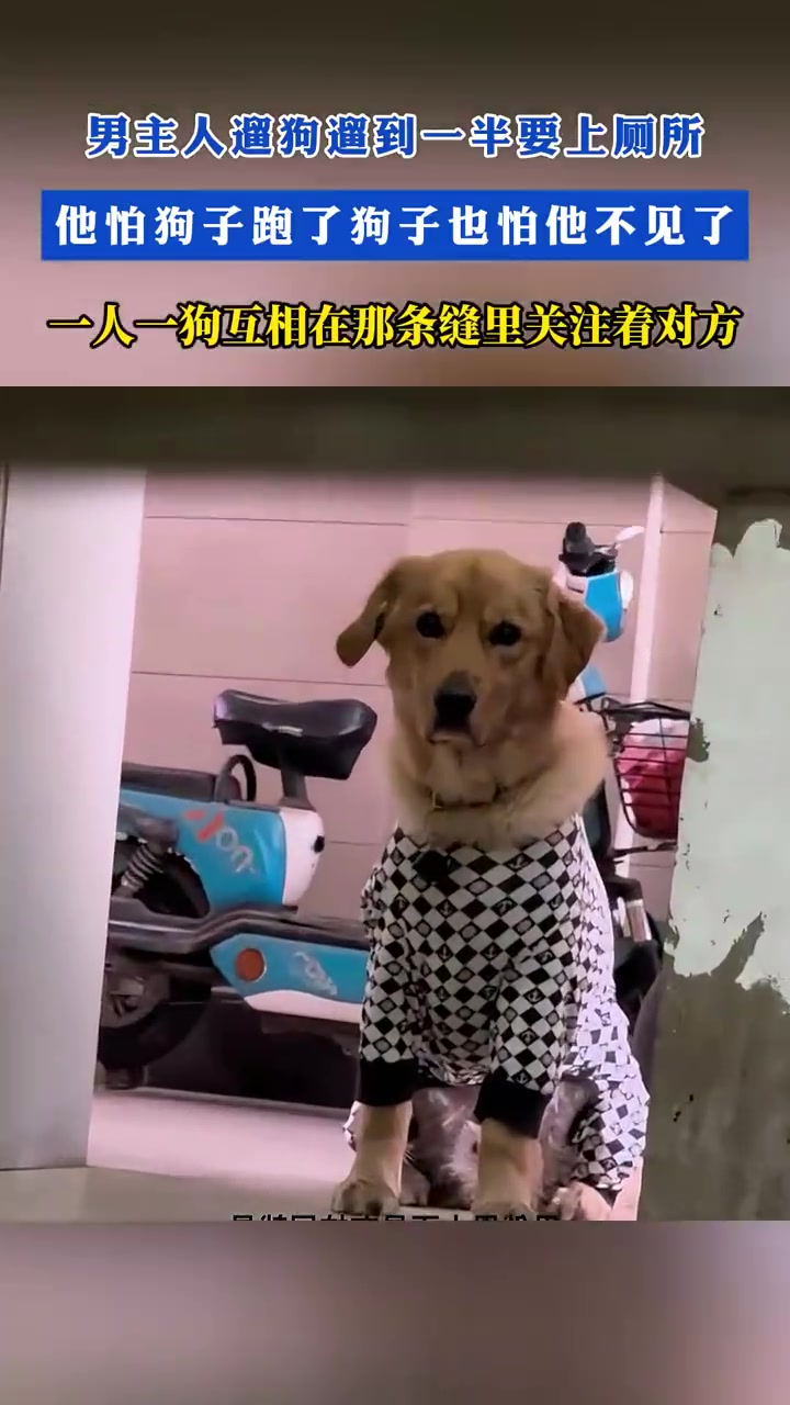 男主人遛狗遛到一半要上廁所，他怕狗子跑了狗子也怕他不見了