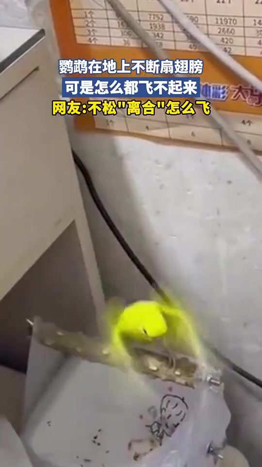 鹦鹉在地上不断扇翅膀，可是怎么都飞不起来