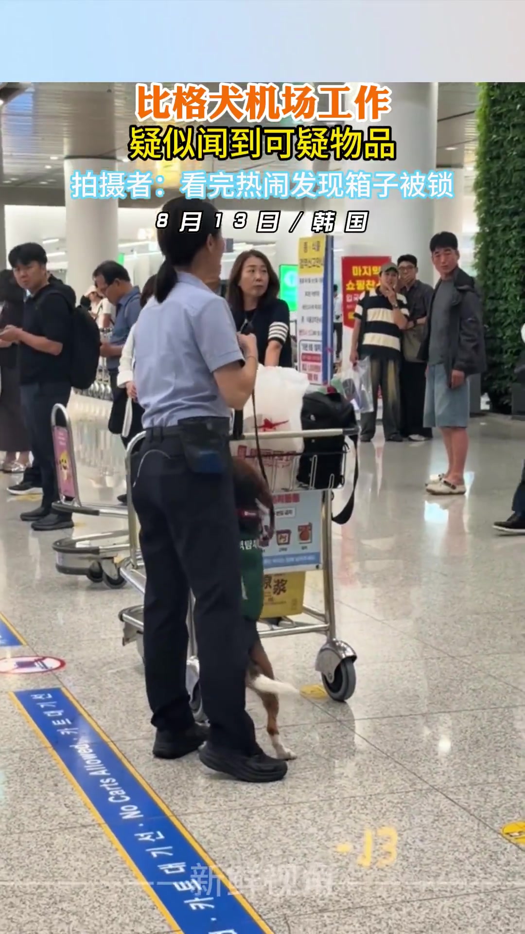 比格犬机场工作疑闻到可疑物品