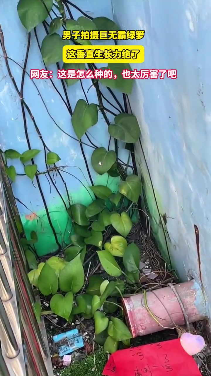 男子拍摄巨无霸绿箩，这垂直生长力绝了
