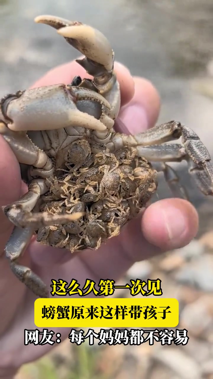 这么久第一次见,螃蟹原来这样带孩子！！