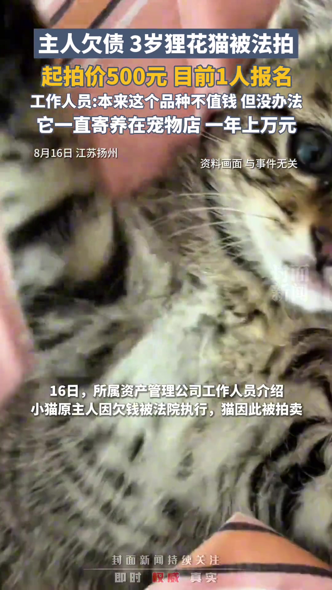 因主人欠债，3岁狸花猫被法拍，起拍价500元