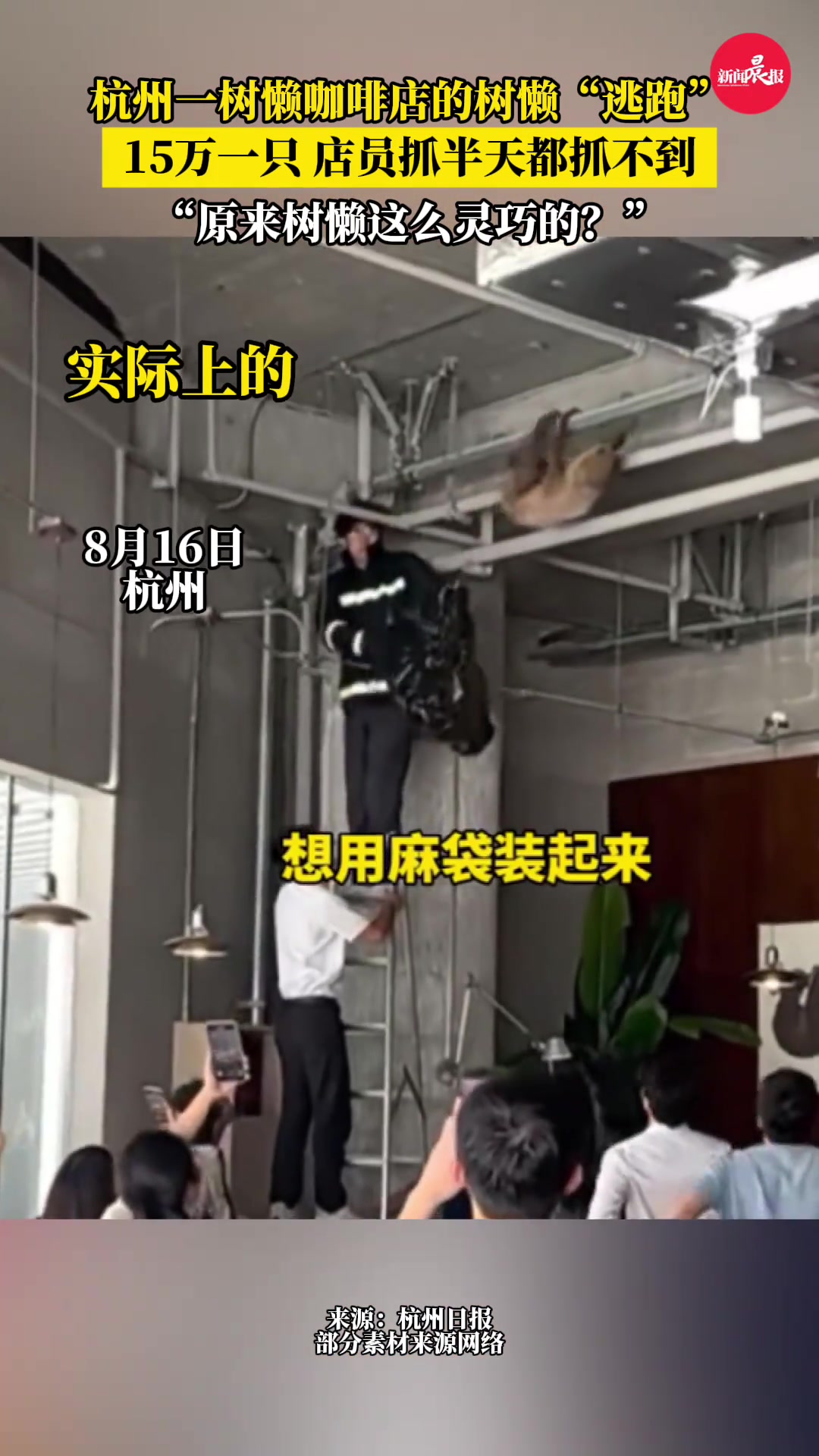杭州一咖啡店树懒逃跑半天抓不到，众人围观15万一只