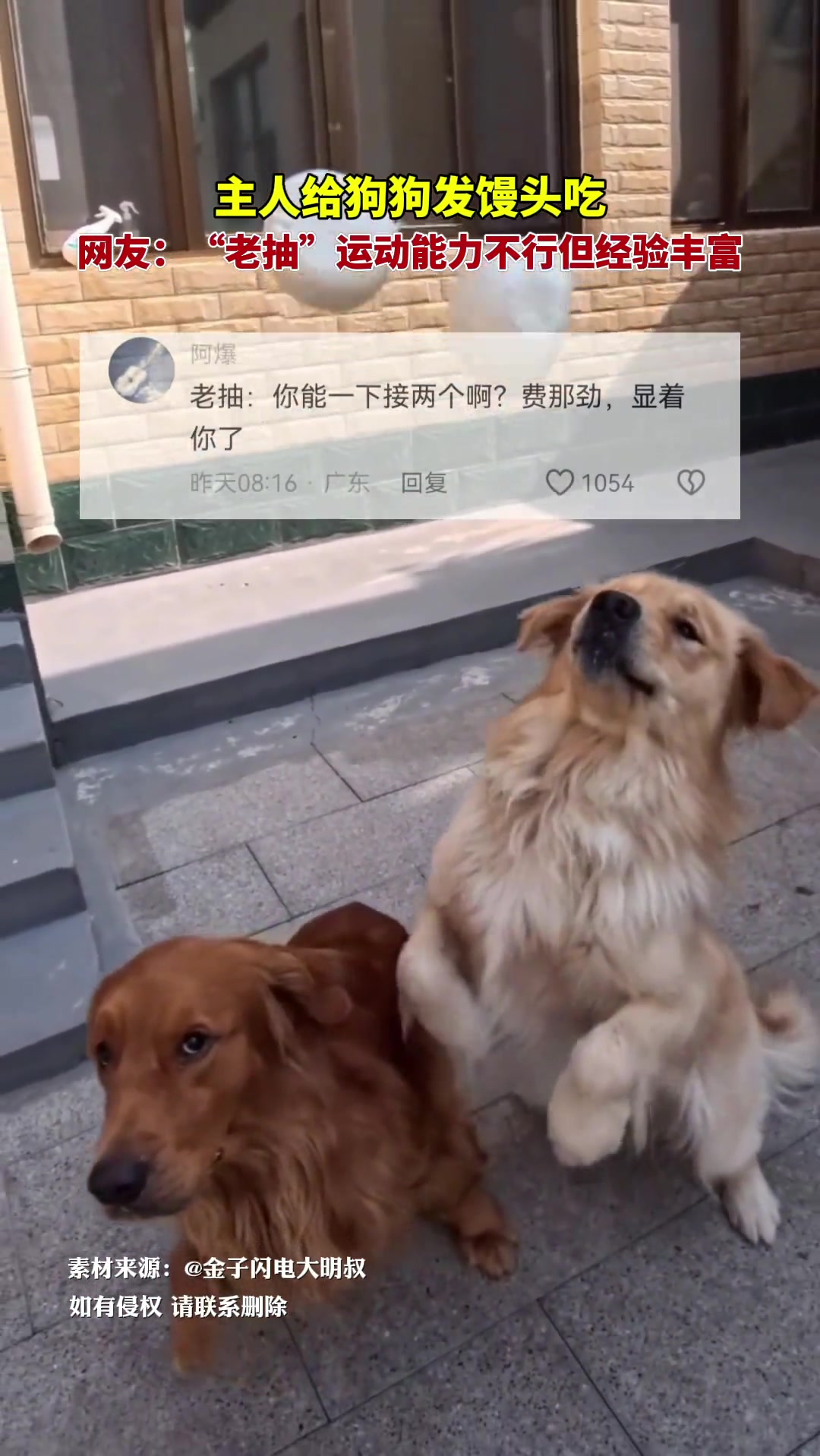 金毛：费那事，你吃的下两个嘛！