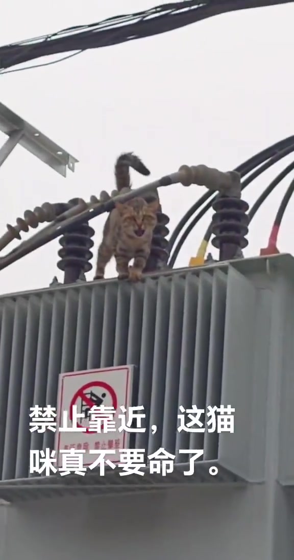 哈基米勇闯高压变电站！
