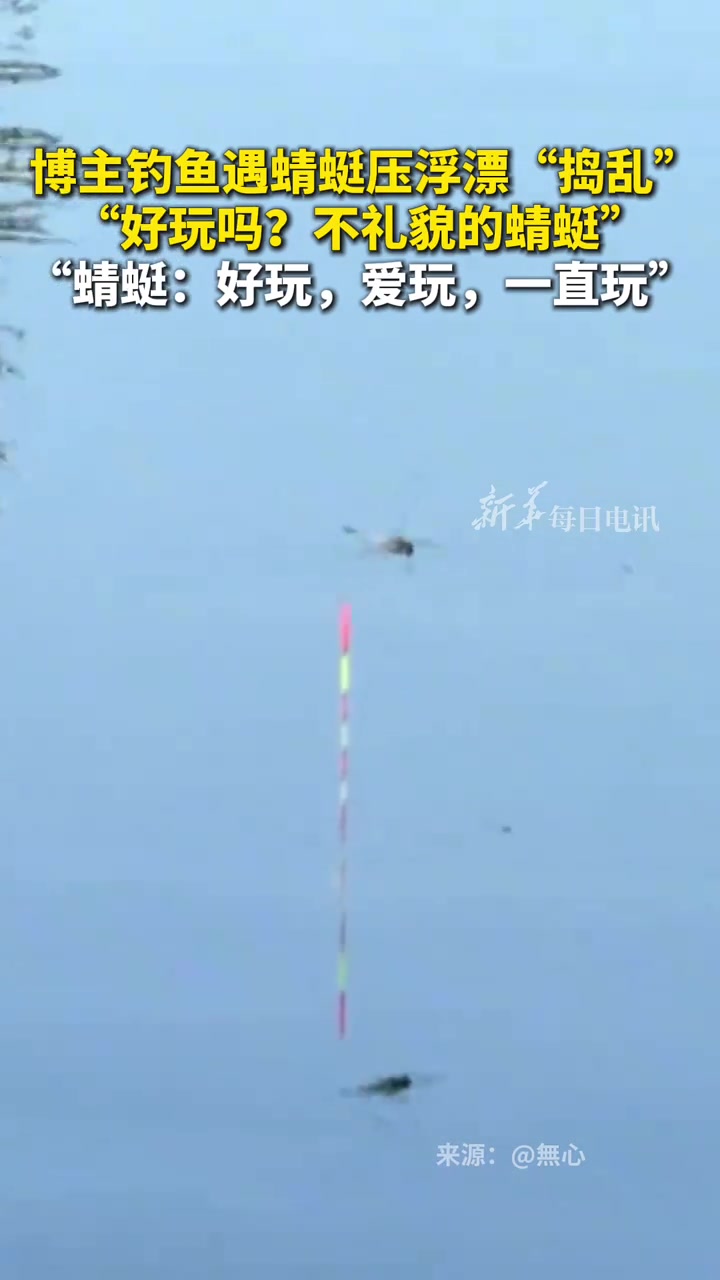 博主钓鱼遇蜻蜓压浮漂“捣乱”