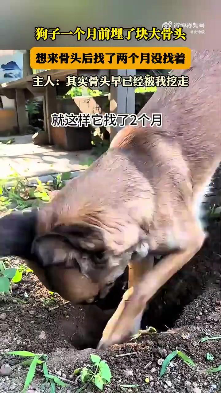 太坏辣！狗子到死都不会怀疑是你干的！