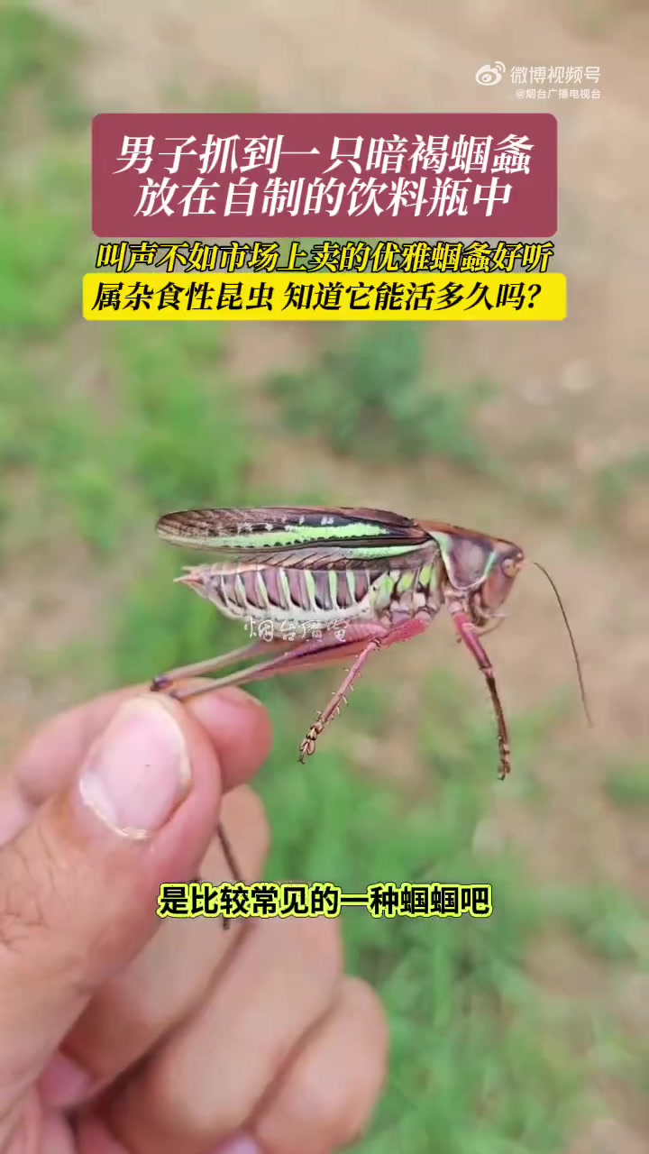 暗褐蝈螽能活多久啊这瓶子也是6