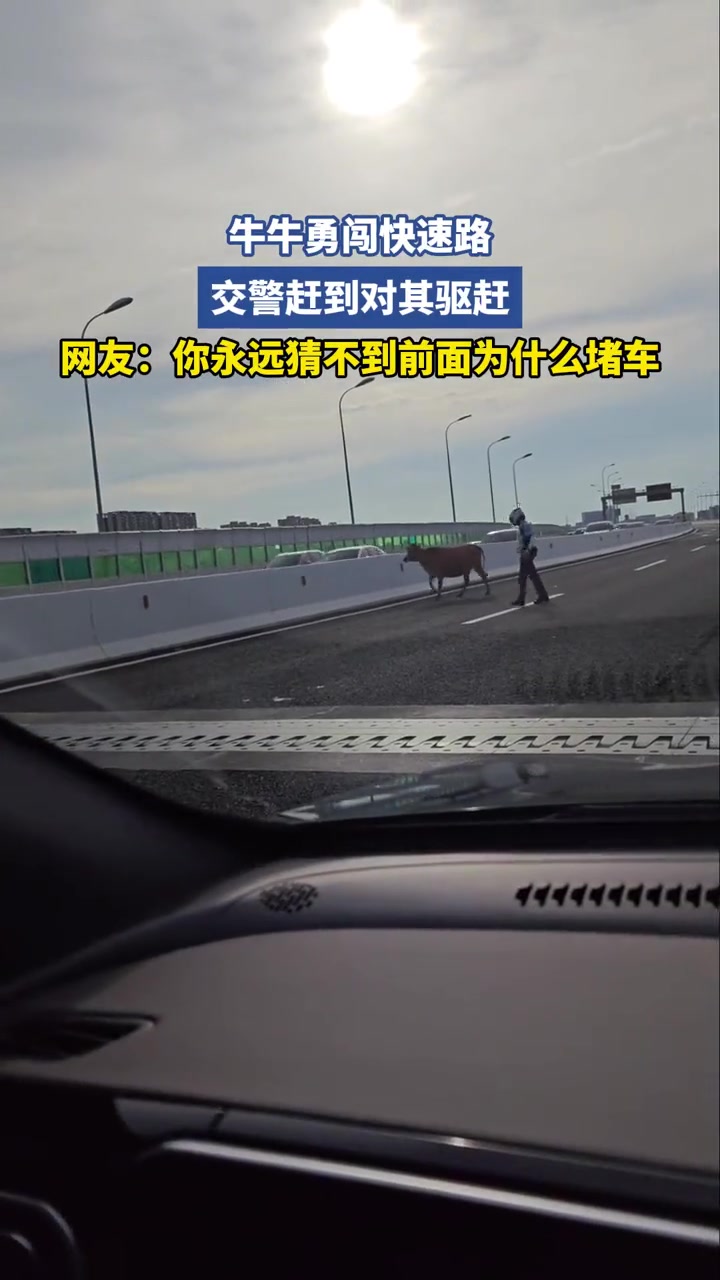 牛牛勇闯快速路,交警赶到对其驱赶！