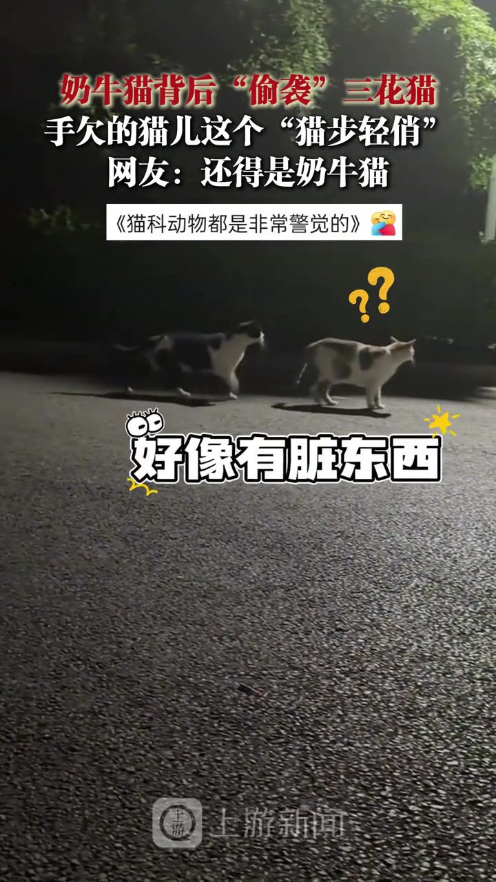 奶牛猫背后“偷袭”三花猫，手欠的猫儿这个“猫步轻俏”