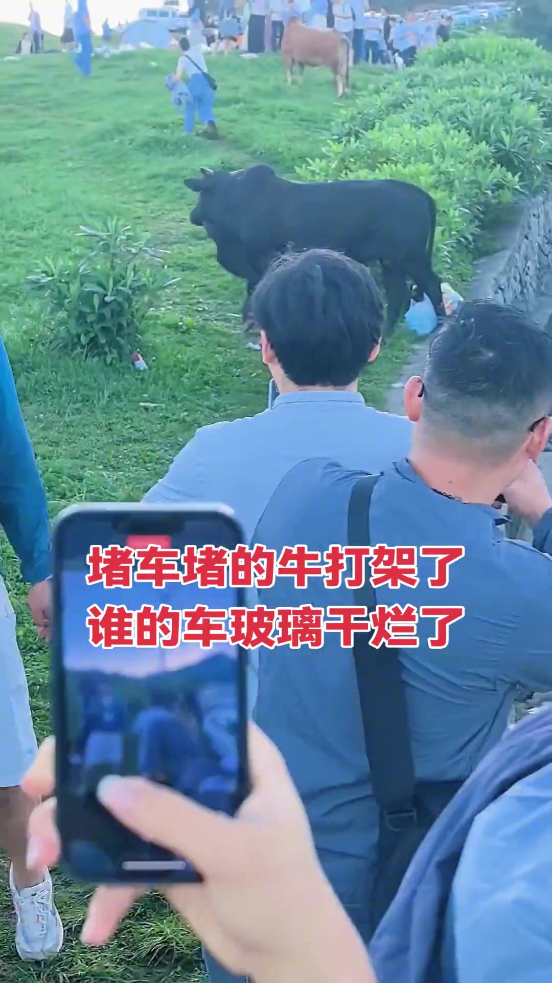 堵车堵的的牛都打起来了，把人家的车玻璃都干烂了