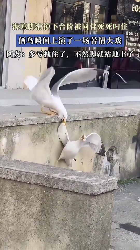 海鷗掉臺階被同伴叼住，上演苦情戲