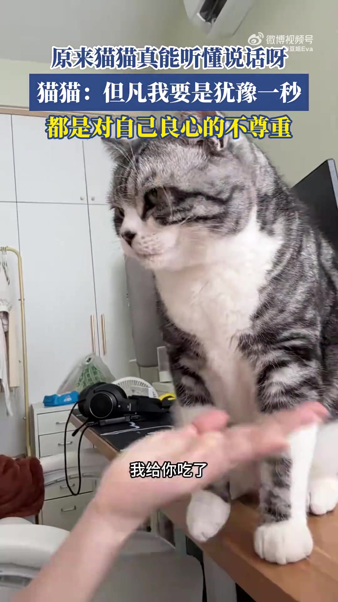 原来猫真的可以听懂人说话