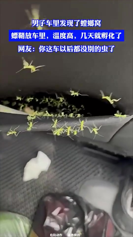 车里出现螳螂窝，几天就孵化了