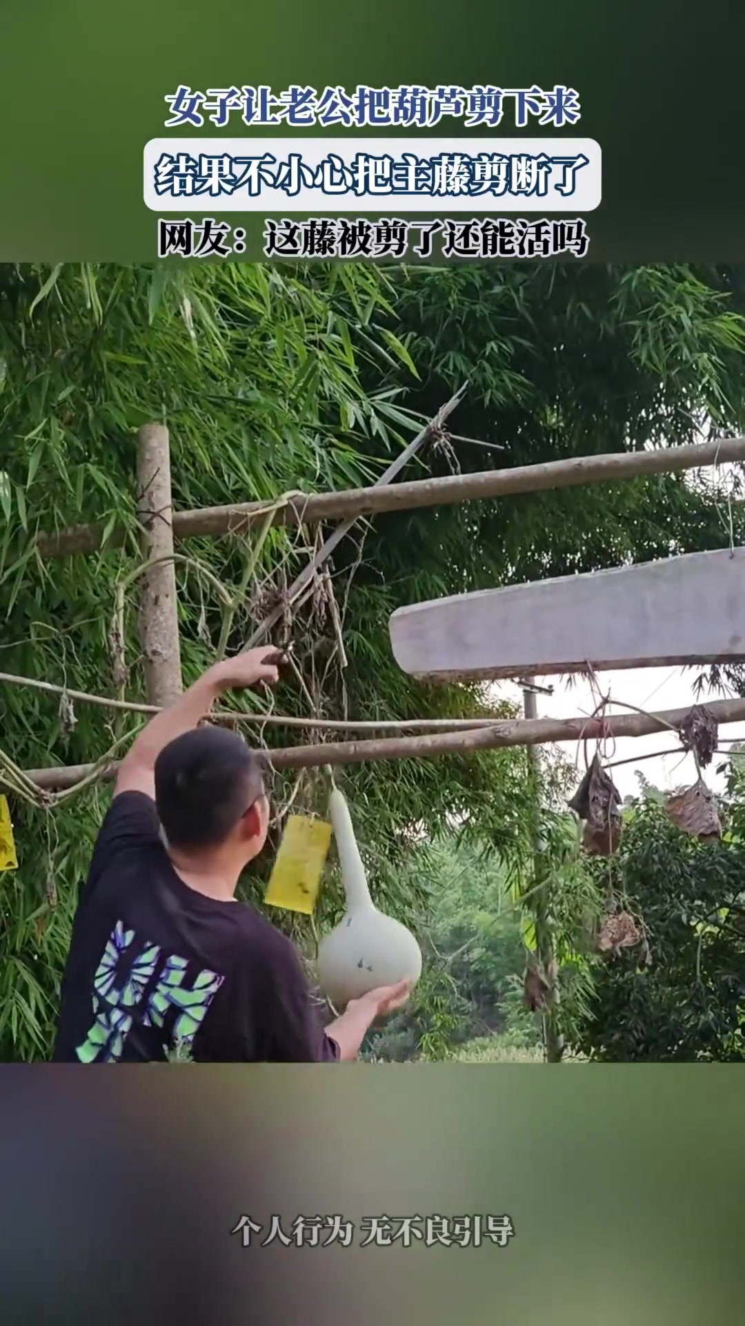 女子让老公剪地葫芦，不慎剪断主藤，网友问能否活