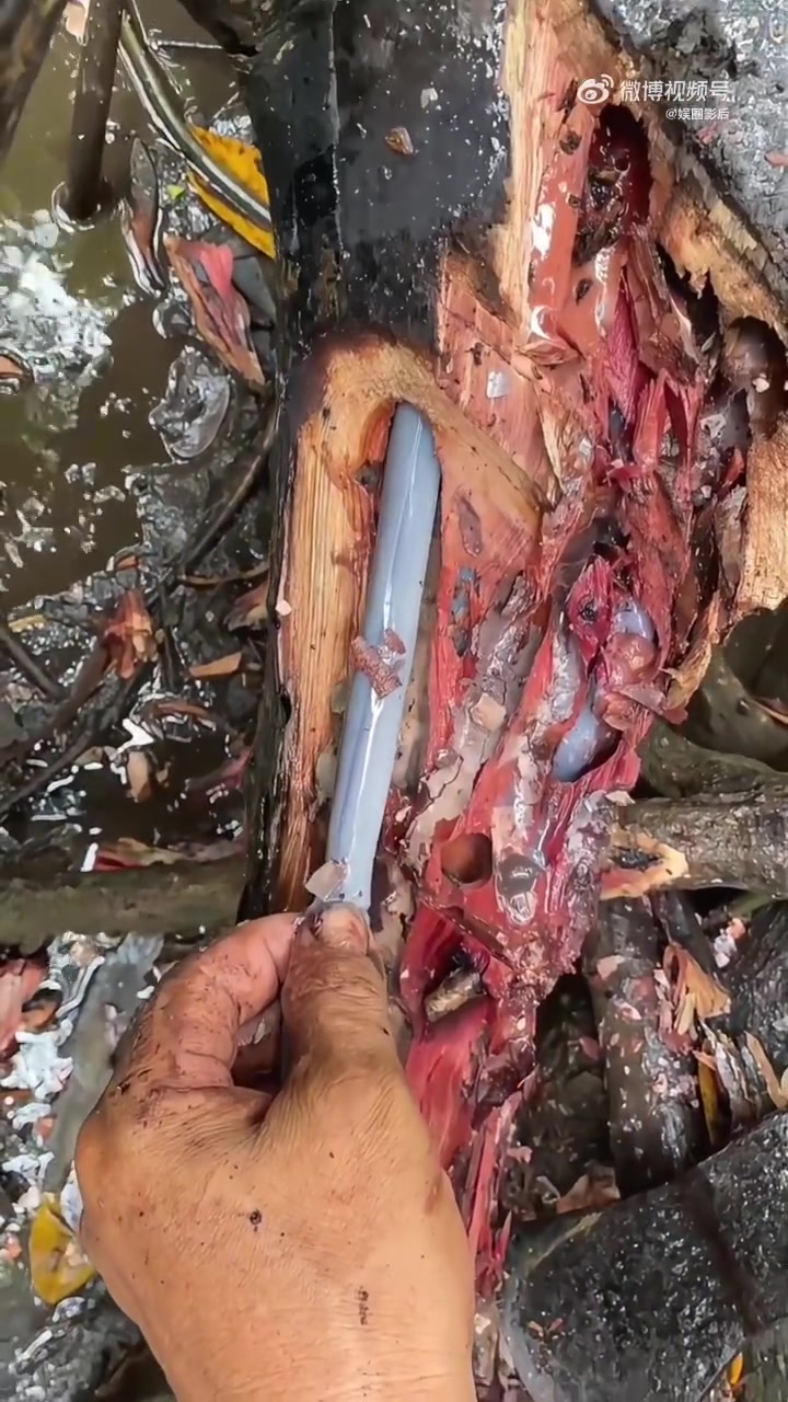 海边枯木藏美食，堪称顶级食材