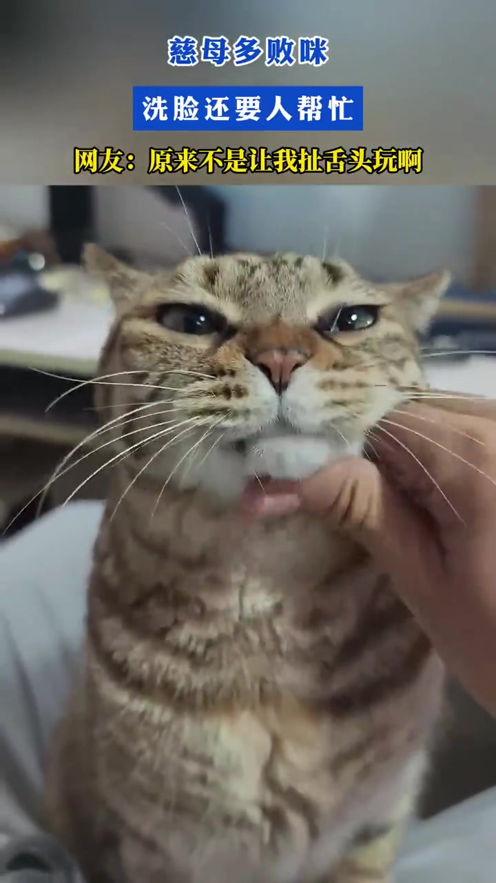猫咪洗脸要人帮，网友：不是让扯舌头玩
