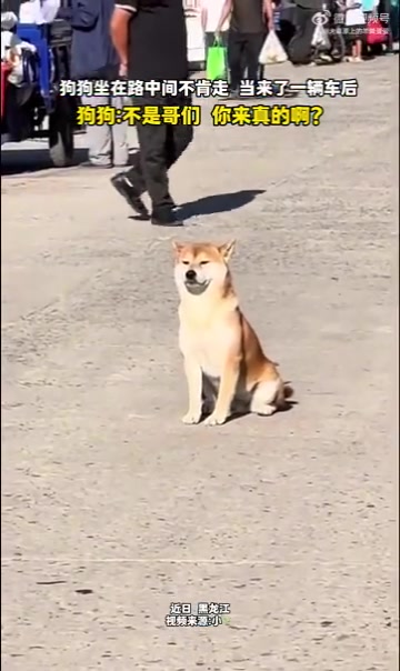 狗狗拦路不肯走，遇车称人特较真