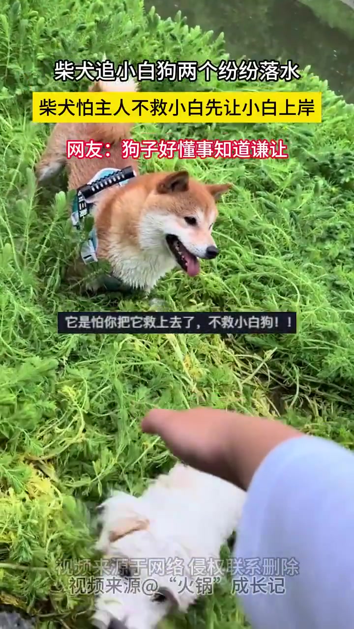 柴犬追狗落水，先让小白狗上岸