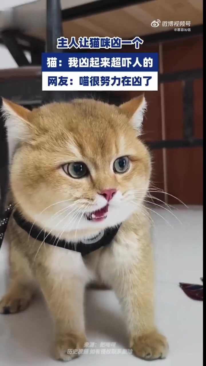 主人让猫咪凶一个，猫：我凶起来超吓人的