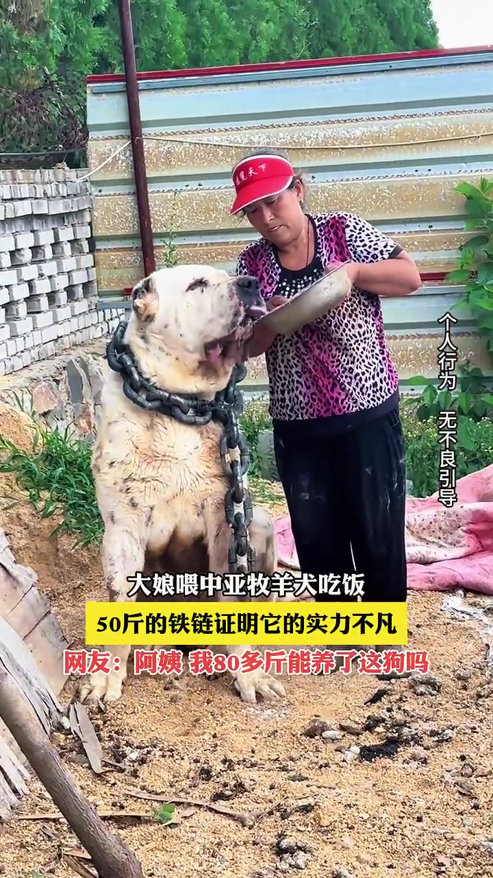 大娘喂中亚牧羊犬吃饭，50斤的铁链证明它的实力不凡