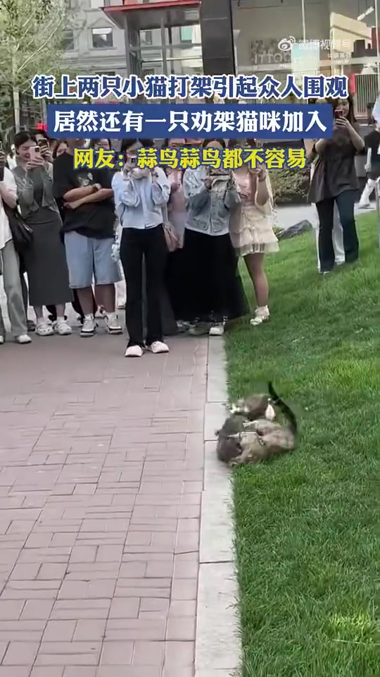 街上两只小猫打架引起众人围观，居然还有一只劝架猫咪加入