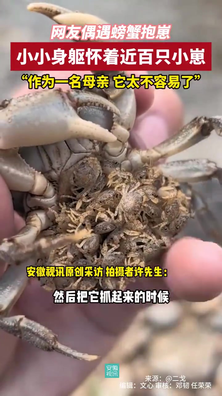 网友捉到螃蟹怀里抱着近百只小崽