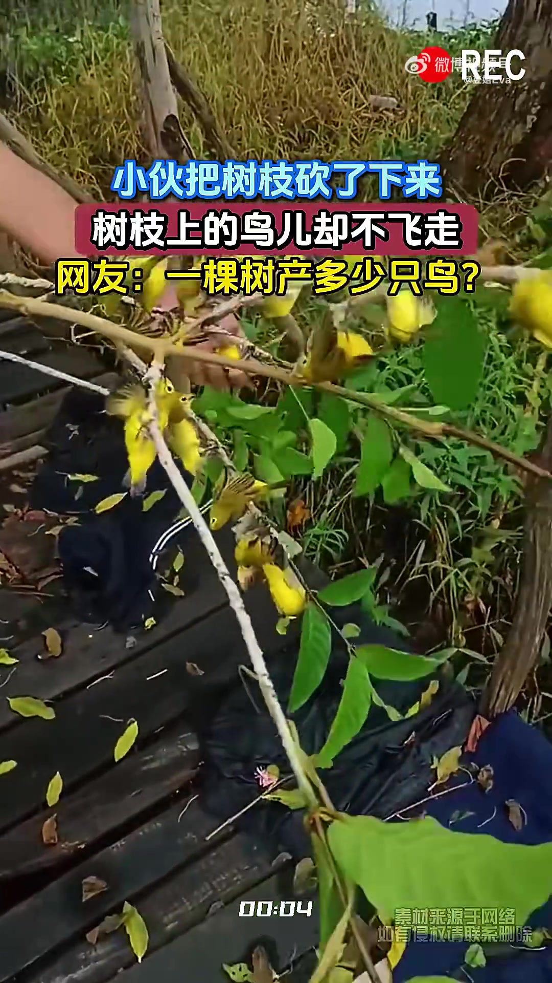 小伙把樹枝砍了下來,樹枝上的鳥兒卻不飛走,一棵樹產多少只鳥