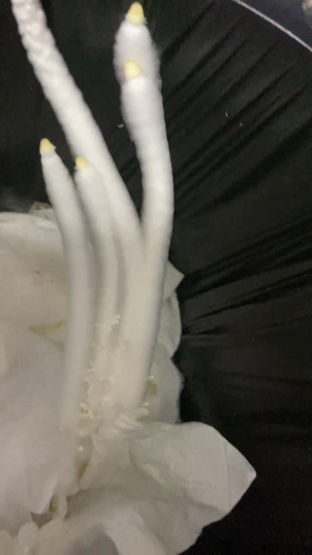 竟然從衛(wèi)生紙長出的，是什么呀
