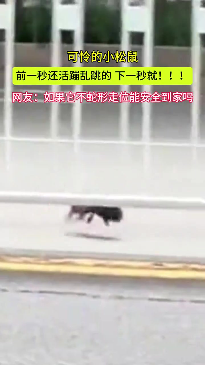 可怜的小松鼠上一秒还活蹦乱跳的下一秒就！！！