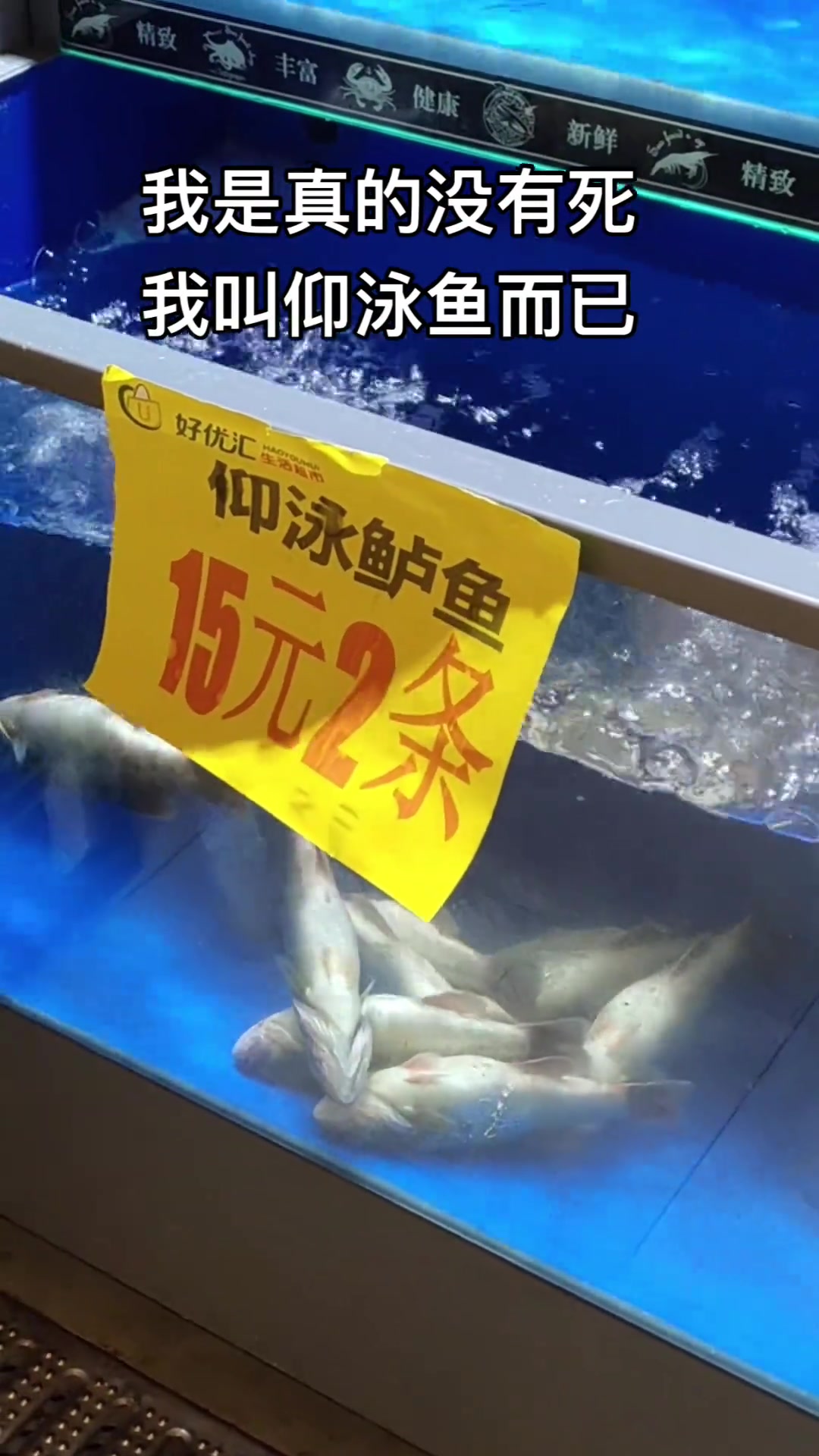 这“仰泳的鱼”什么品种