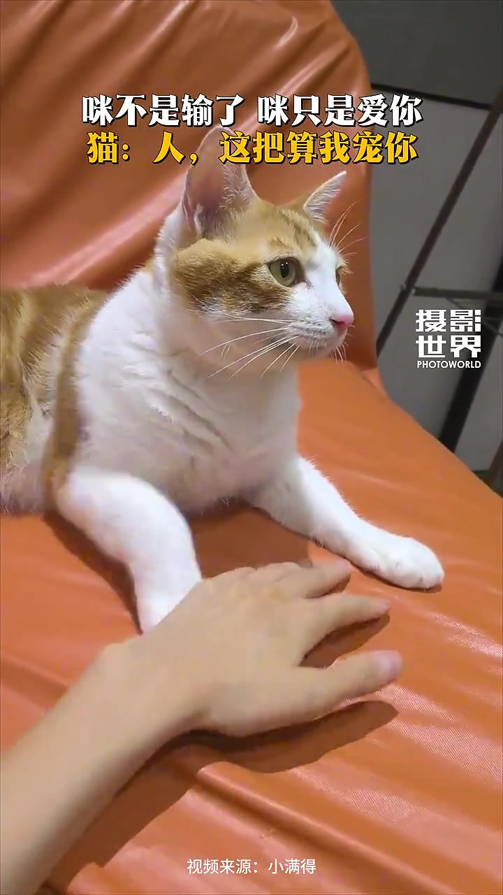 网友分享和猫咪温馨互动