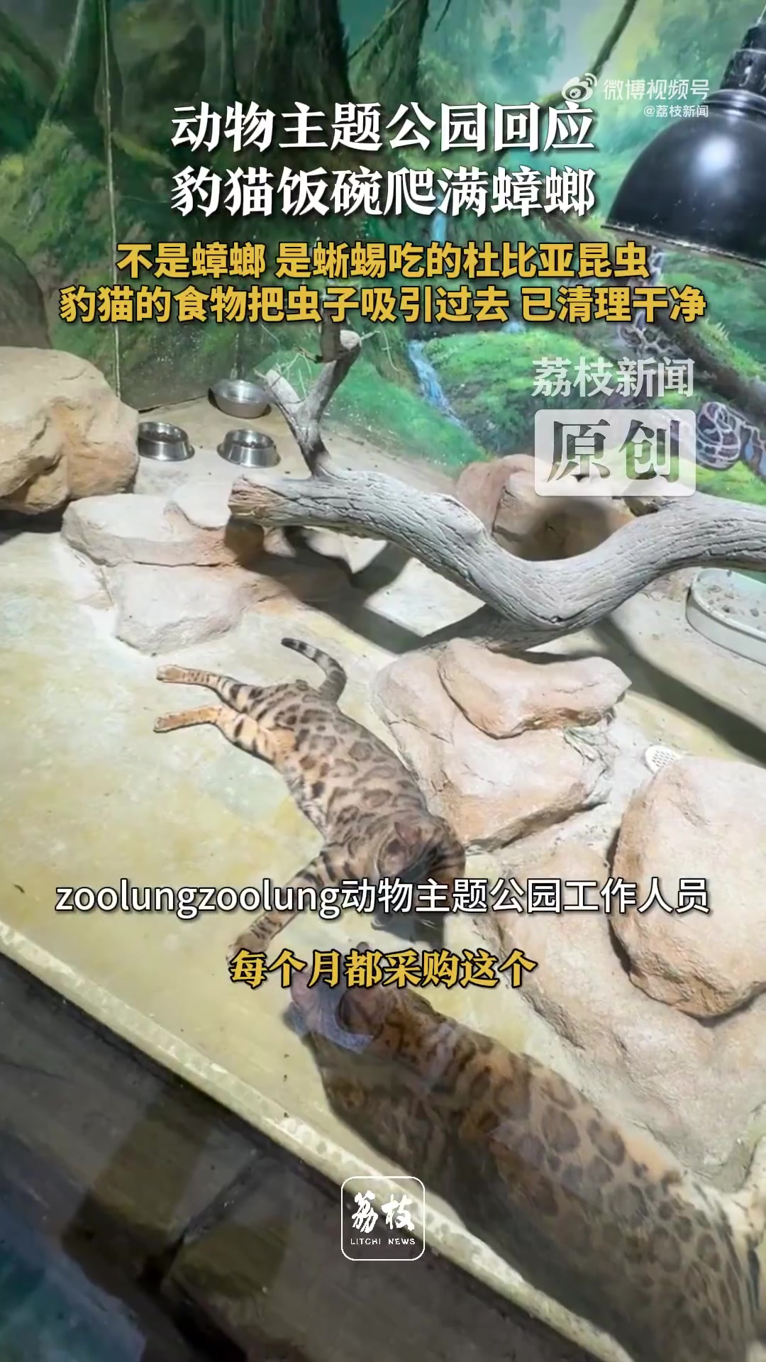 不懂就问这和蟑螂有什么区别