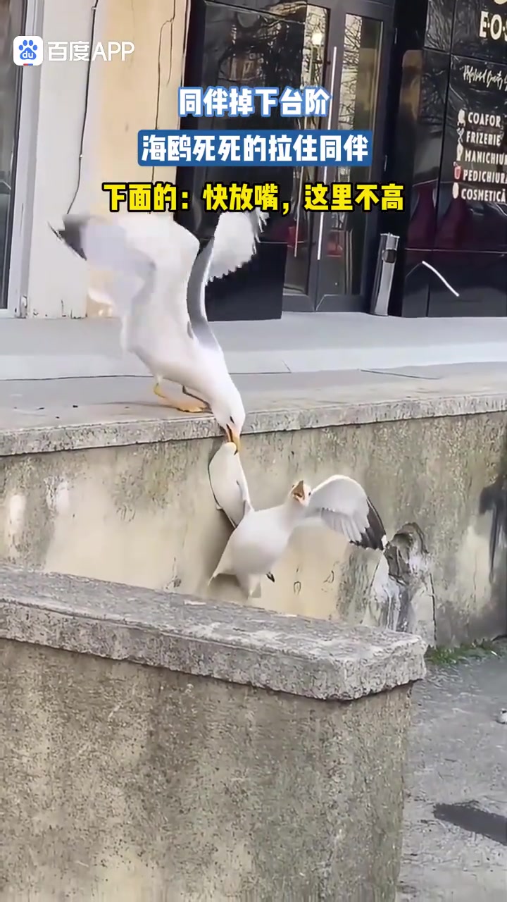面的别怕，我拉住你了下面的你撒卡，你快撒开我