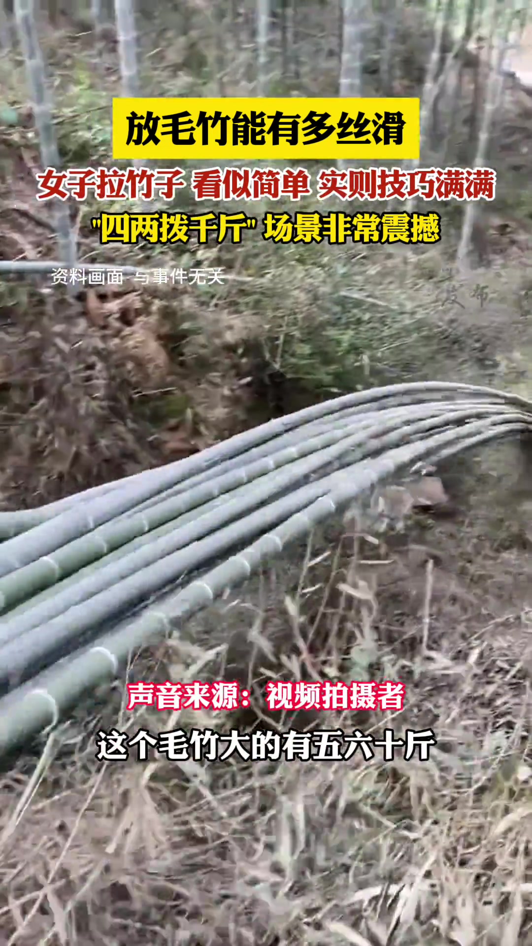 放毛竹能有多丝滑，女子拉竹子看似简单实则技巧满满