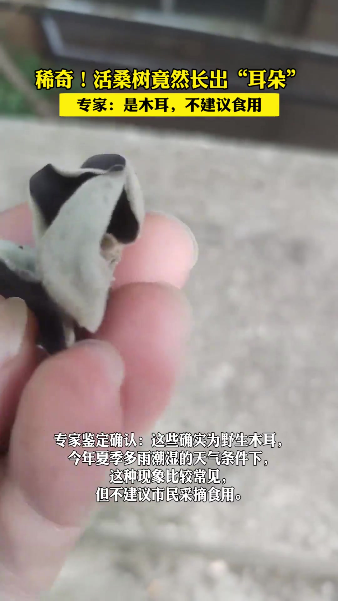 稀奇！活桑树竟然长出“耳朵”专家：是木耳