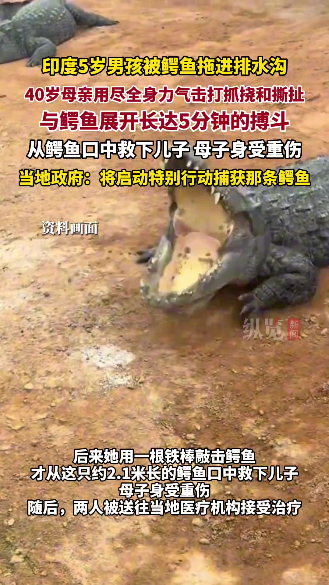 印度5岁男孩被鳄鱼拖进排水沟，母亲徒手搏斗5分钟将其救出