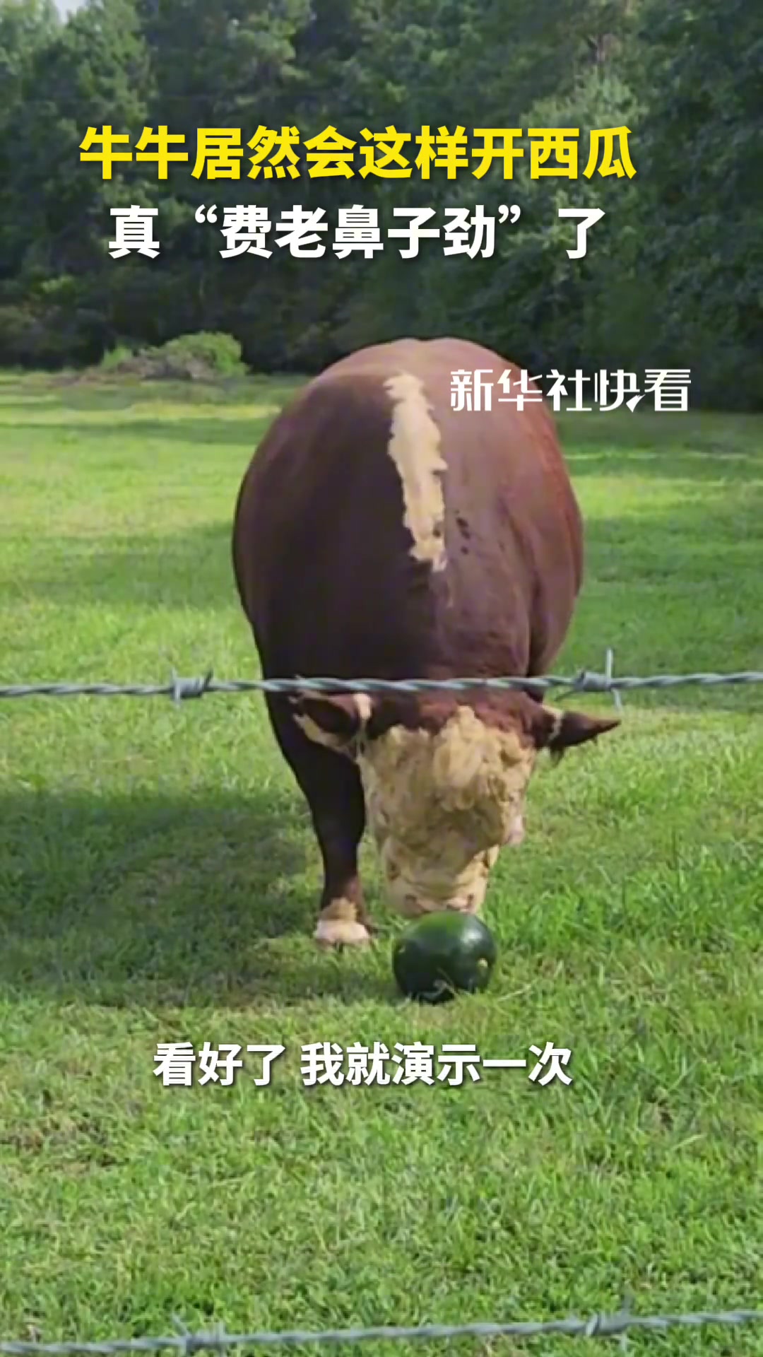牛牛居然会这样开西瓜，真“费老鼻子劲”了