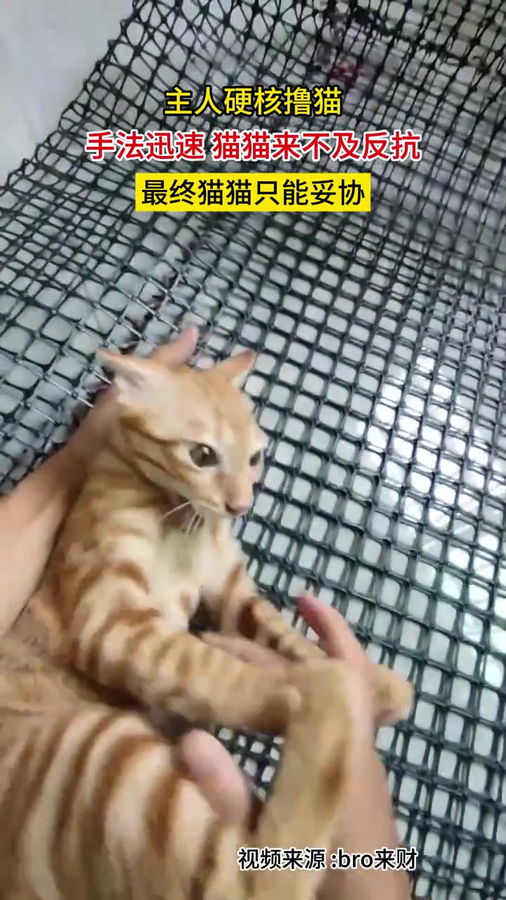 主人硬核撸猫手法迅速猫猫来不及反抗最终猫猫只能妥协