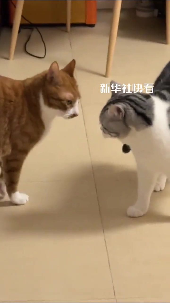 两只小猫打架后中途握手言和，结果下一秒迅速变脸