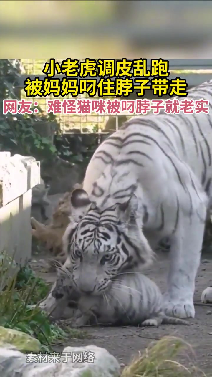 小老虎调皮乱跑被妈妈叼住脖子带走