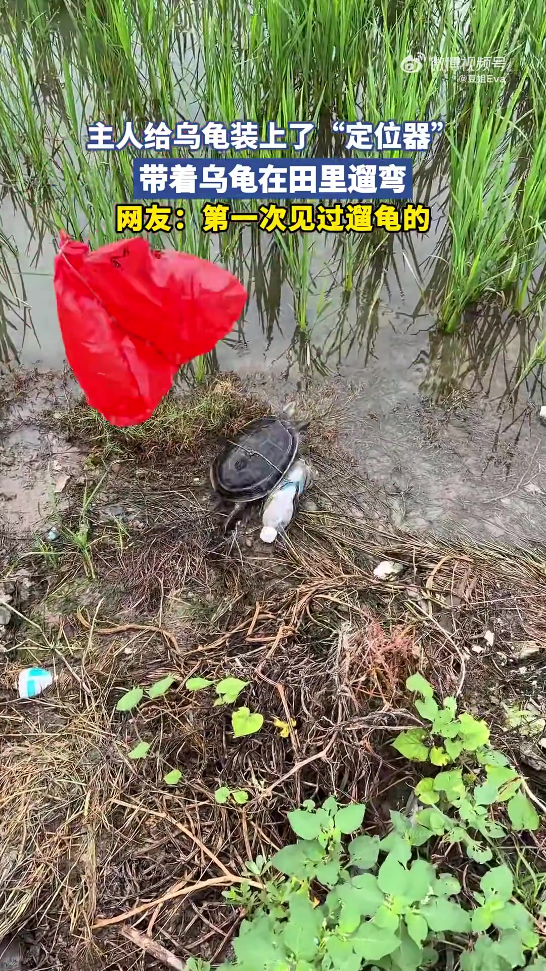 主人给乌龟装定位器，带它田里遛弯